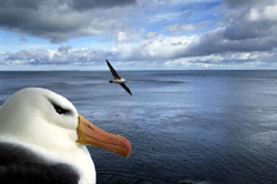 実はすごい能力を持つ鳥 アホウドリの真実